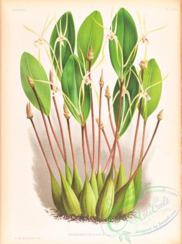 orchids-06432 - dendrobium inauditum