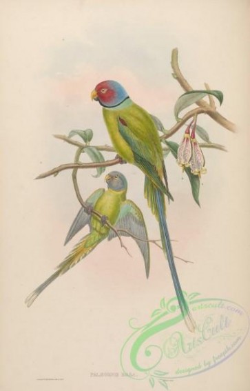 parrots_birds-00451 - Blossom-headed Parrakeet