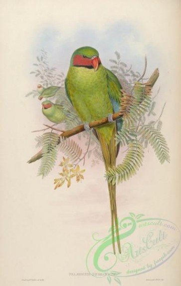 parrots_birds-00460 - Nicobar Parrakeet