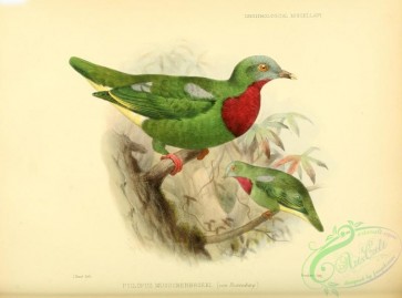 pigeons-00450 - Claret-breasted Fruit Dove