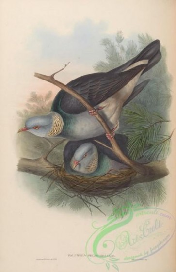 pigeons-00679 - Collared Wood-Pigeon