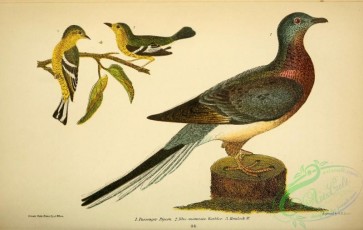 pigeons-00734 - Passenger Pigeon, Blue-mountain Warbler, Hemlock Warbler