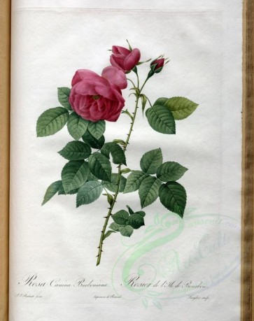 pink_flowers-01100 - rosa canina burboniana [3400x4300]