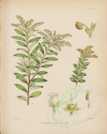 plants-00554 - gualtheria rupestris [2777x3475]
