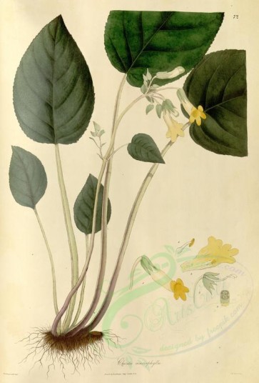 plants-01159 - chirita macrophylla [3640x5369]