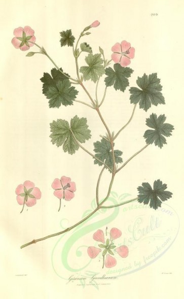 plants-01364 - geranium grevilleanum [3385x5490]