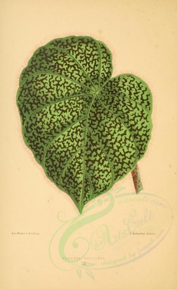 plants-07039 - begonia daedalea [2450x3990]