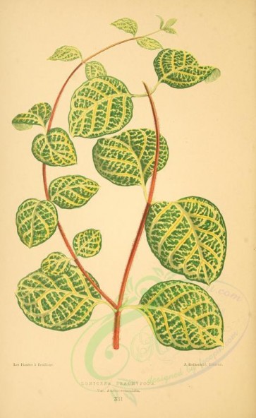 plants-07065 - lonicera brachypoda aureo-reticulata [2450x3990]