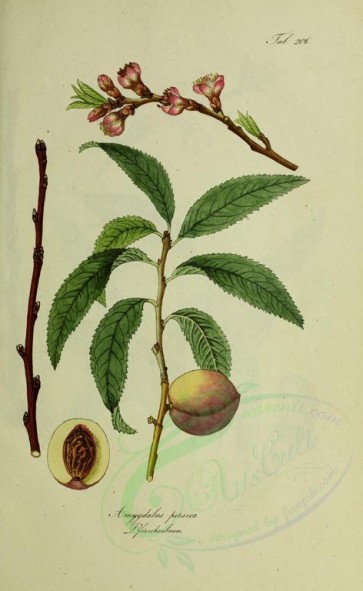 plants-09609 - amygdalus persica [2700x4386]