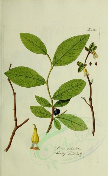 plants-09614 - dirca palustris [2700x4386]