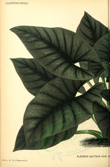 plants-18232 - alocasia guttata imperialis, 1 [2647x4014]