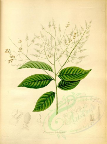 plants-19362 - catocoma altissima [4337x5807]
