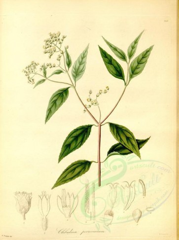 plants-19365 - clibadium peruvianum [4337x5807]
