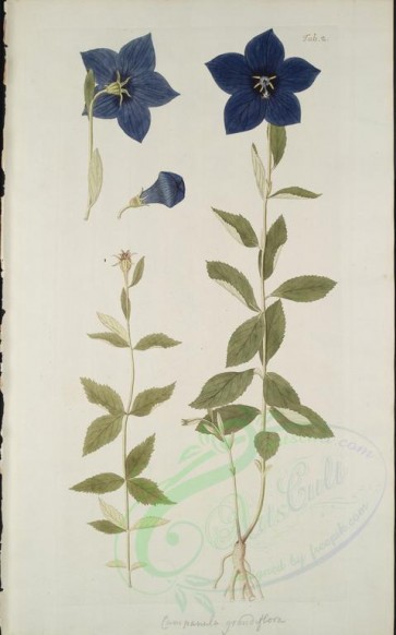 plants-21719 - campanula grandiflora [3168x5074]