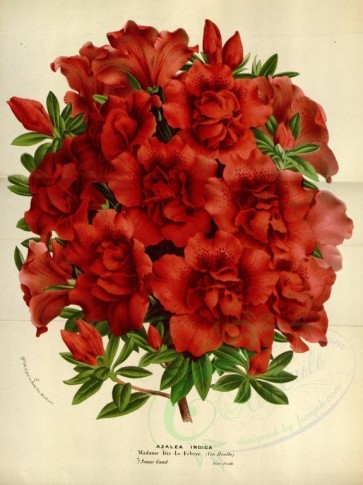 red_flowers-00629 - azalea indica, 3 [3532x4717]