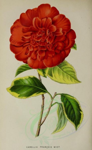red_flowers-00875 - camellia francois [2750x4488]
