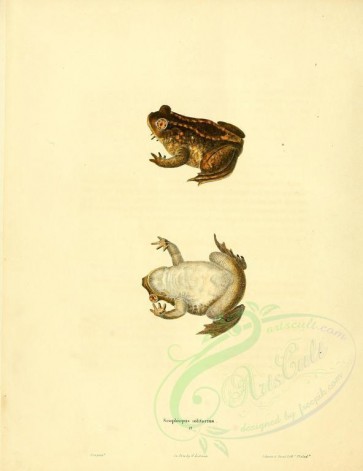 reptiles_and_amphibias-01108 - scaphiopus solitarius [2655x3441]