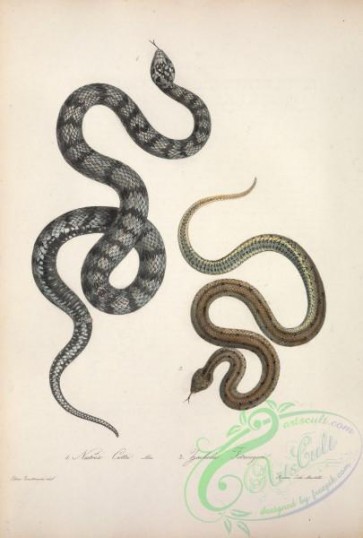 reptiles_and_amphibias-02479 - natrix cettii, zacholus fitzingeri