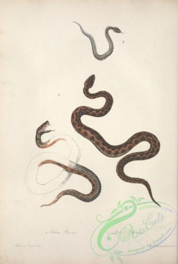 reptiles_and_amphibias-02487 - pelias berus, pelias chersea