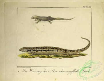 reptiles_and_amphibias-02718 - Gecko