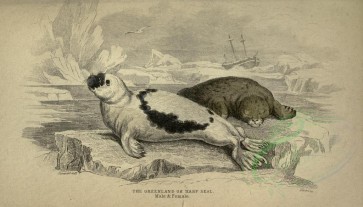 sea_animals-00188 - Greenland or Harp Seal [3662x2090]