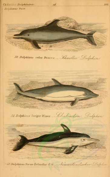 sea_animals-00237 - delphinus velox, delphinus loriger, delphinus novae zelandiae [2352x3765]