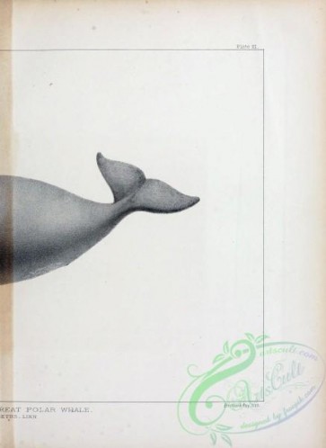 sea_animals_bw-00227 - 016-Bowhead or Great Polar Whale, balaena mystigetus