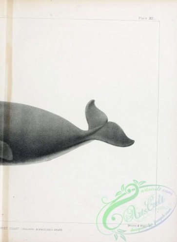sea_animals_bw-00231 - 020-Right Whale of the North West Coast, balaena sieboldii
