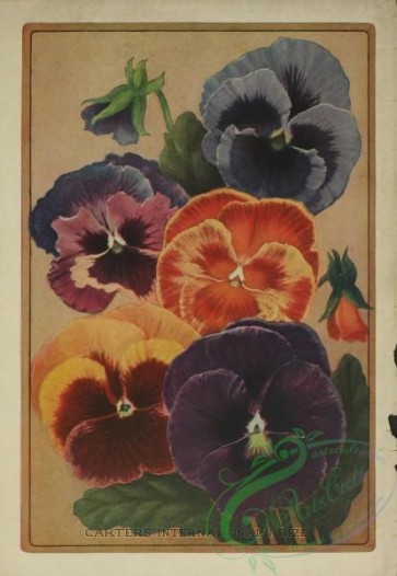 seeds_catalogs-07855 - 008-Pansy