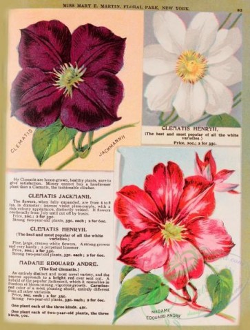 seeds_catalogs-08108 - 003-Clematis