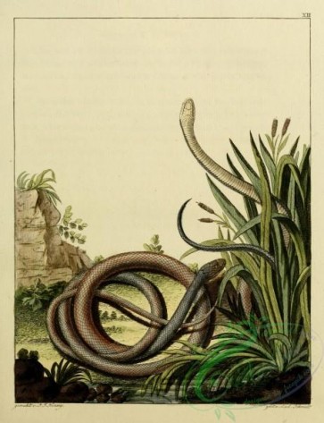 snakes-00058 - unidentified Snake, 6