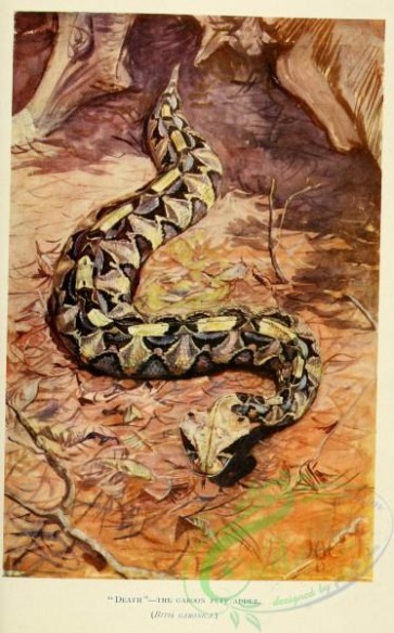 snakes-00144 - Gaboon Puff Adder, bitis gabonica