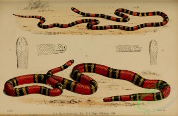 snakes-00198 - elaps decoratus, elaps filiformis