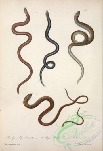 snakes-00262 - pseudopus serpentinus, anguis fragilis nigriventris, anguis fragilis albiventris