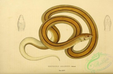 snakes-00279 - ehinechis agassizii