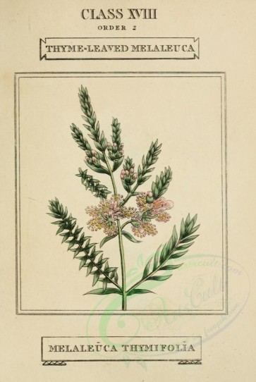 tea-00048 - Thyme-leaved Melaleuca, melaleuca thymifolia [1974x2945]
