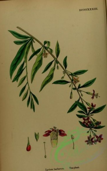 tea-00068 - Tea-plant, lycium barbarum