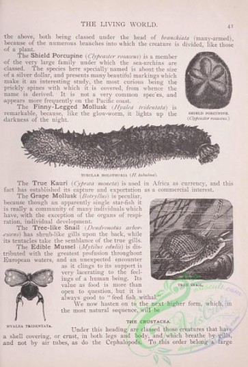 the_living_world-00018 - 031-Shield Porcupine, Tree Snail, Tobular Holothuria