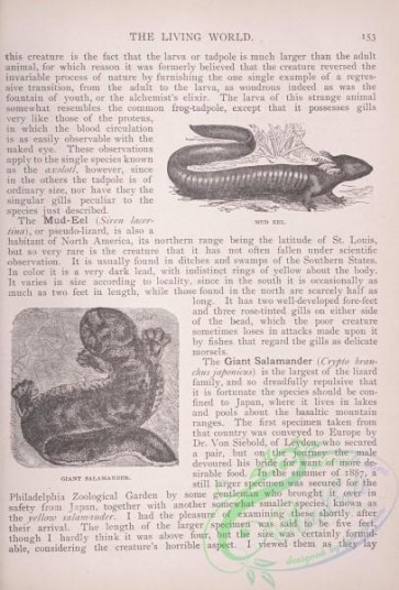the_living_world-00126 - 145-Mud Eel, Giant Salamander