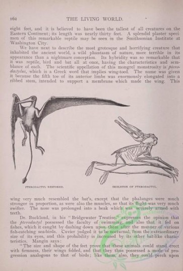 the_living_world-00133 - 152-Pterodactyl