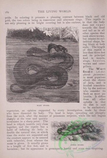 the_living_world-00144 - 163-Wart Snake, Coral Snake