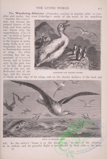 the_living_world-00356 - 377-Albatross and Golden DIvers, Birds of Tireless Wing