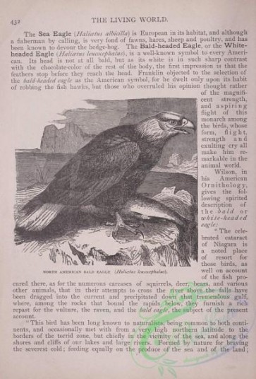 the_living_world-00371 - 392-North American Bald Eagle, haliaetus leucocephalus