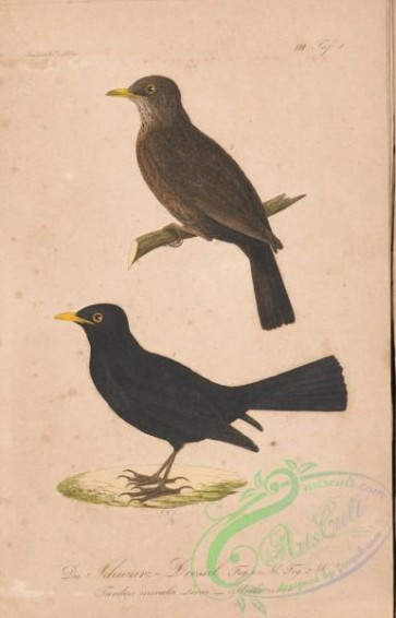 thrushes-00353 - 064-Eurasian Blackbird, turdus merula