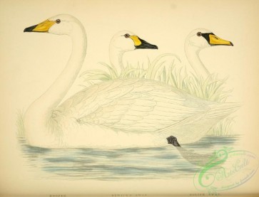 waterfowls-00631 - Hooper, Bewick's Swan, Polish Swan