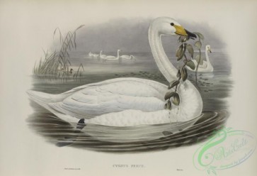waterfowls-01144 - 532-Cygnus ferus, Wild Swan, or Whooper