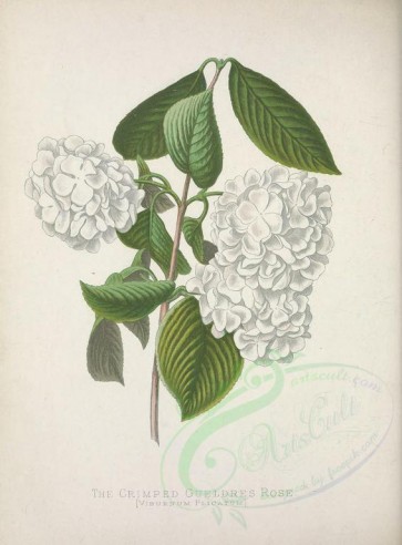 white_flowers-00095 - Crimped Gueldres Rose, viburnum plicatum [3317x4487]
