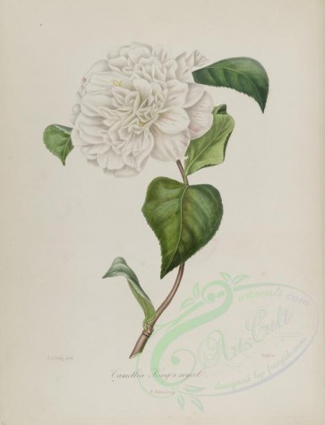 white_flowers-00144 - camellia king's royal [2825x3692]