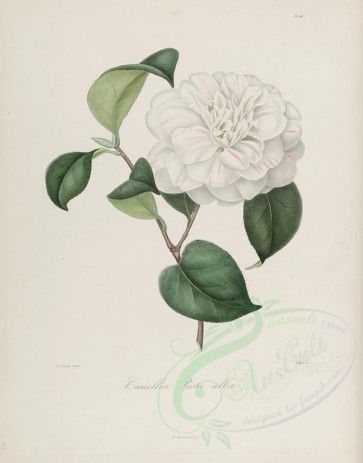 white_flowers-00176 - camellia picta alba [2860x3646]