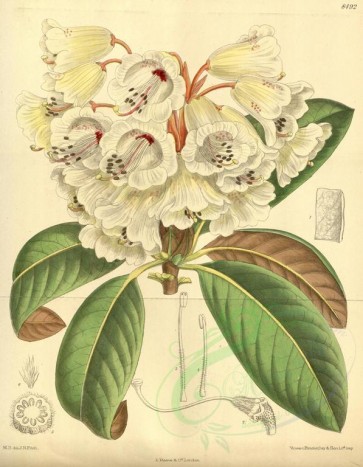 white_flowers-00429 - 8492-rhododendron wightii [3379x4341]